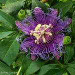 Maypop Plant For Sale
