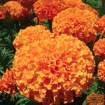 Marigold Plant For Sale