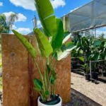 Mature Bird Of Paradise Plant For Sale