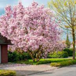 Mature Cherry Tree For Sale