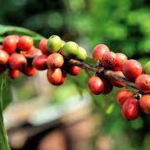 Mature Coffee Plant For Sale