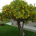 Mature Lemon Tree For Sale