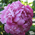Mature Peony Plant For Sale