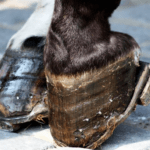 Best Shoes For Navicular Horse